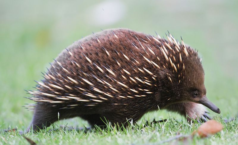 The Impact Of Rediscovering The Long-Beaked Echidna