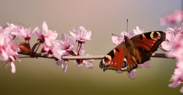 From Rainforests To Deserts Places Which Butterflies Call Home