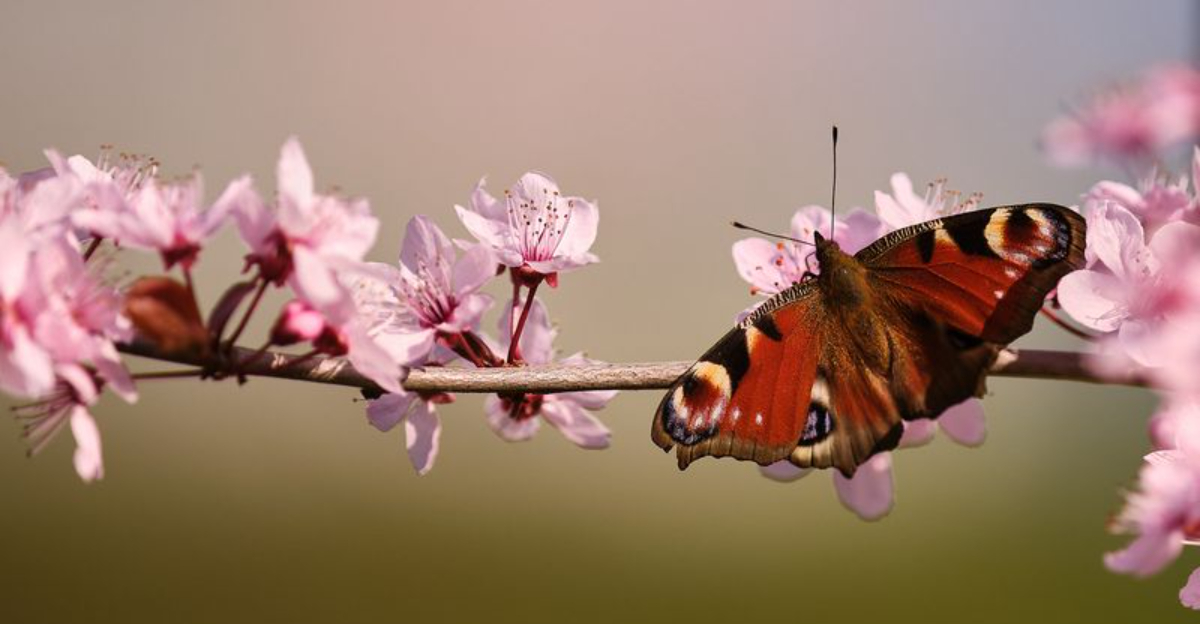 From Rainforests To Deserts Places Which Butterflies Call Home