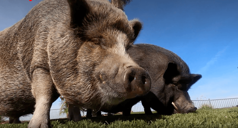 Why Miniature Pigs Aren't Always So Mini After All