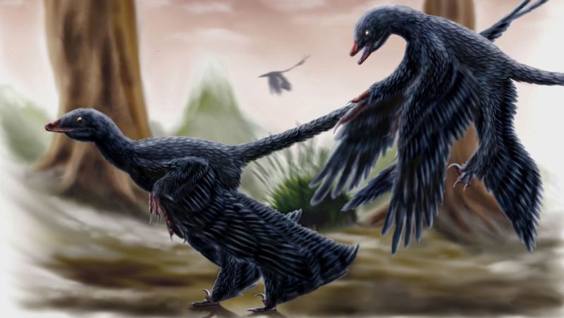 Smaller Than A Housecat: Microraptor