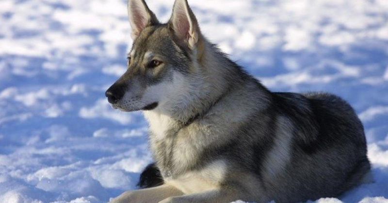Siberian 'Puppies' And The Debate Over Dog Origins