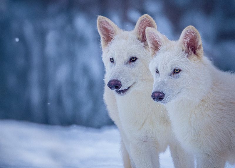From 'Puppies' To New Species