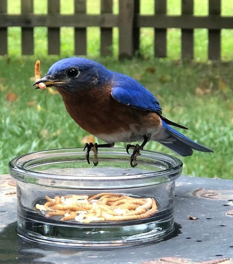 Mealworms: A Favorite For Bluebirds And Woodpeckers