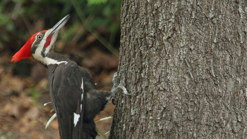 Snag Trees For Woodpeckers