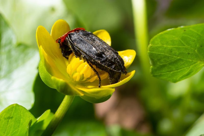 Carrion Flies Fooled By Stinky Blooms