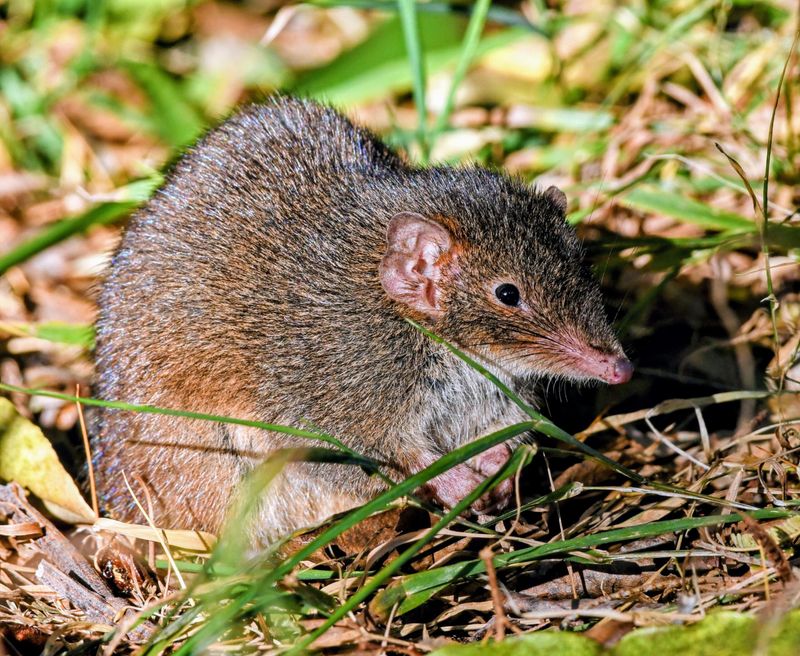 Male Antechinus – Death By Mating Frenzy