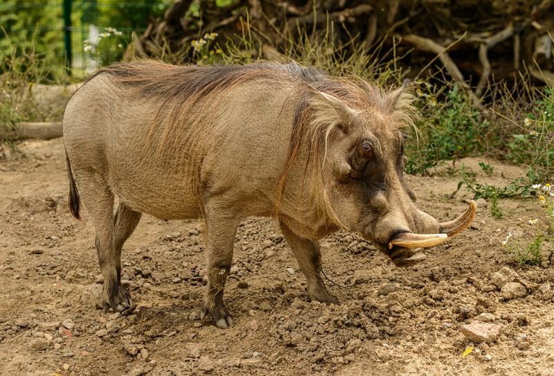 They Eat Insects And Grubs Too