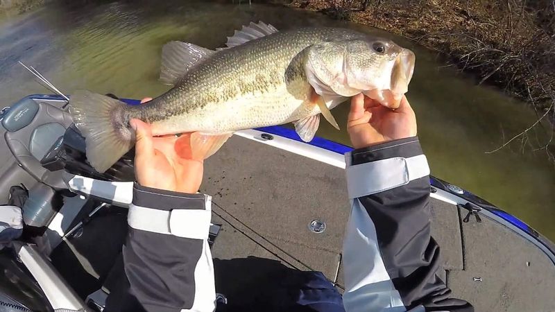 Bass Only Live In Certain Types Of Lakes