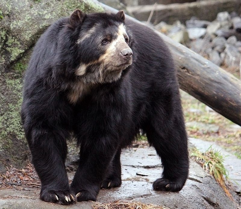 They Are The Only Bear Species Native To South America