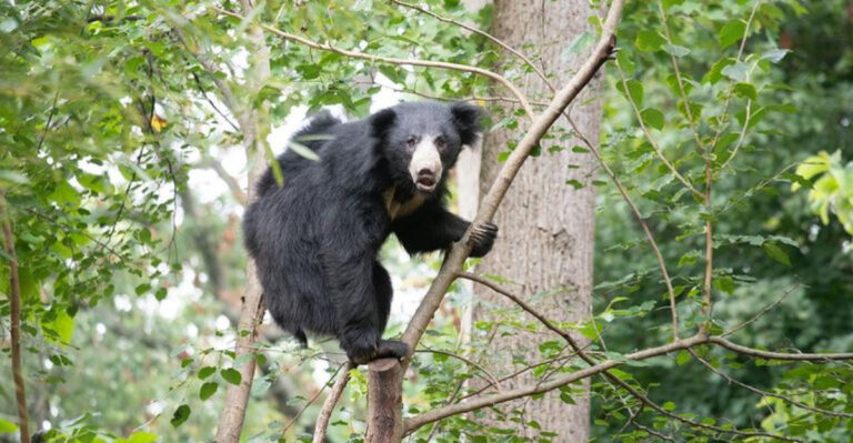Fun Facts About The Surprisingly Shy Spectacled Bear