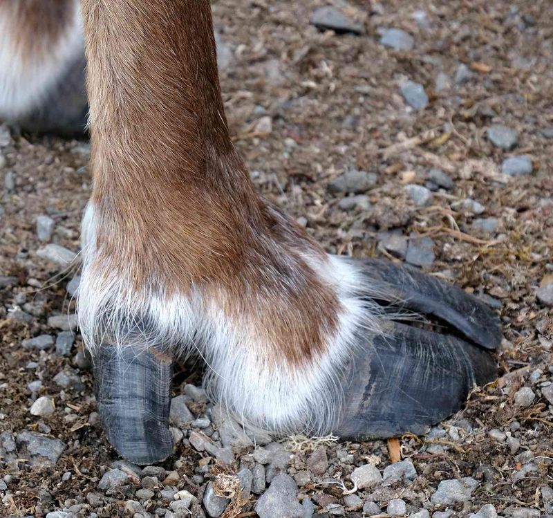 Hoof Adaptations