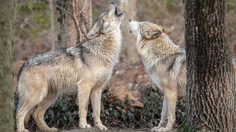 Wolves Never Forget A Face