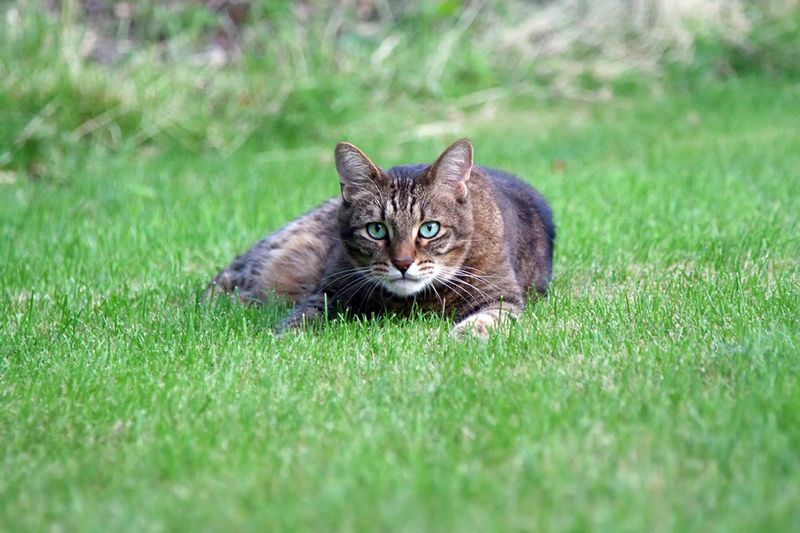 Wildlife Decimation Machines