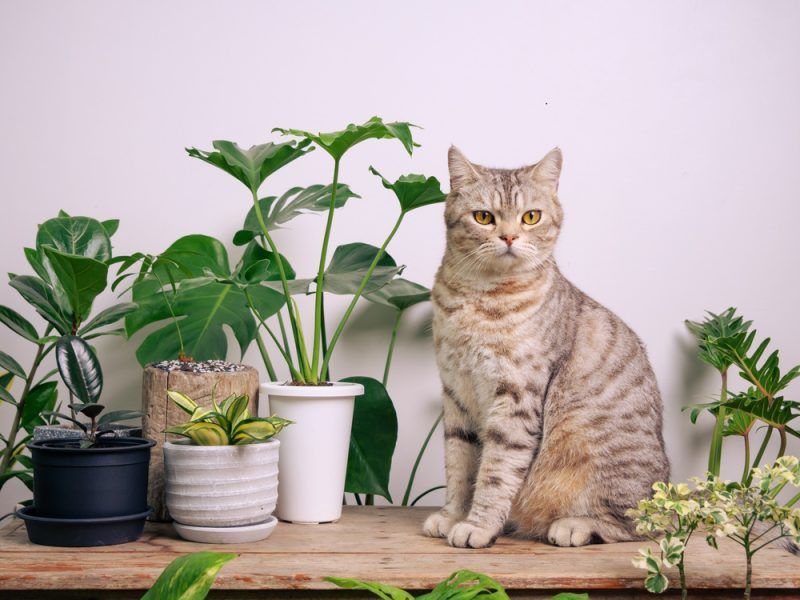 Plant Assassination Plots