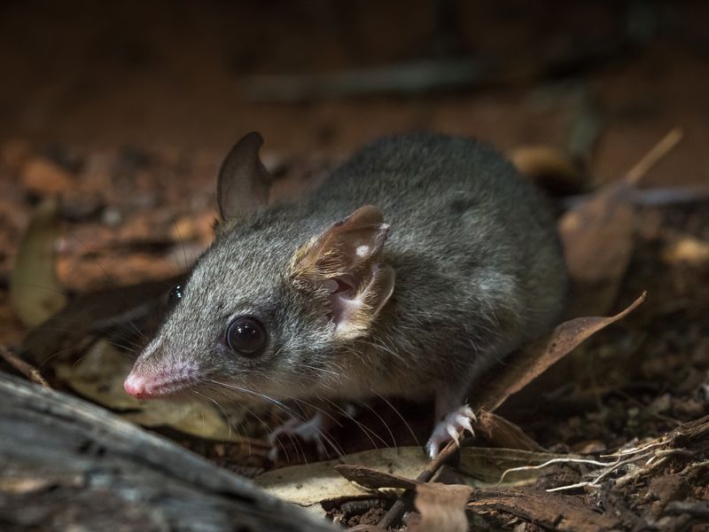 Global Conservation Implications