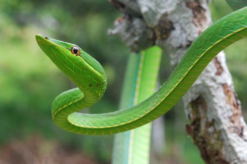 Earthquake-Predicting Snakes