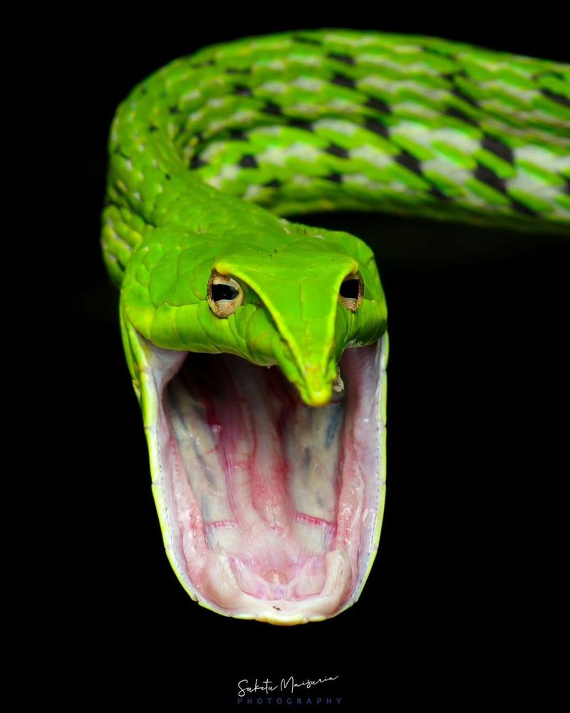 Vine Snake's Aggressive Gaping