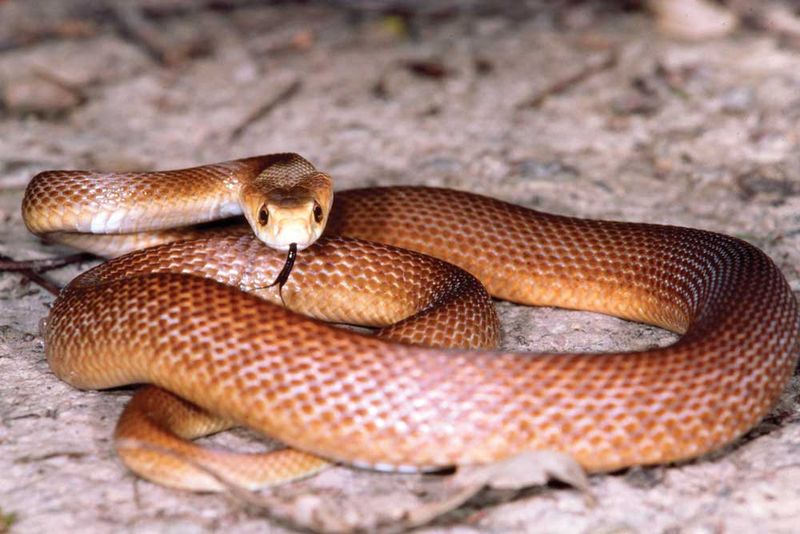 Coastal Taipan: Australia's Lightning-Fast Killer