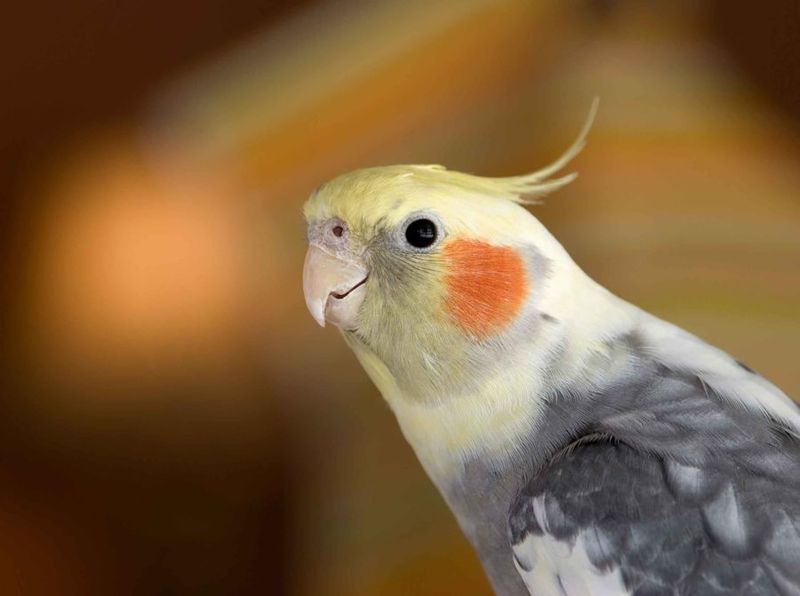 Cockatiel - The Whistling Gentleman