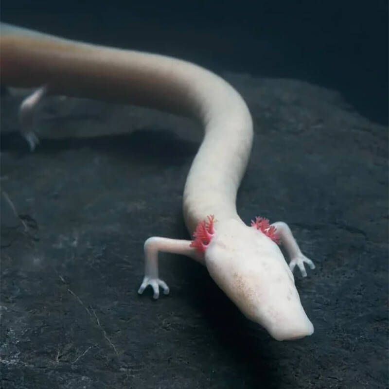 Olm: The Cave-Dwelling Time Bender