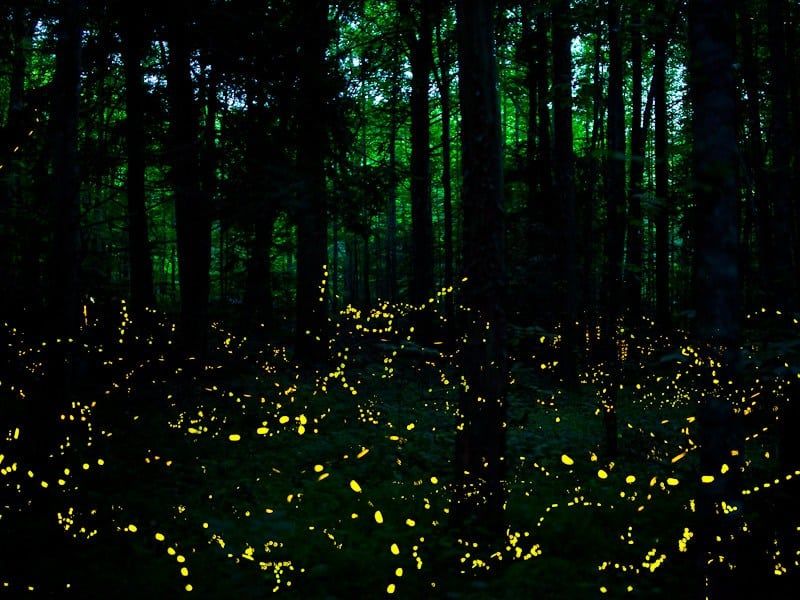 Fireflies' Synchronized Light Show