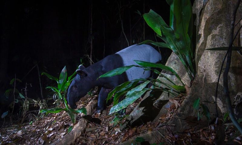 Malaysian Rainforest Reserves