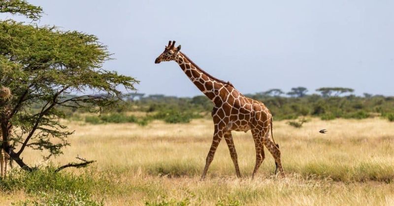 Giraffe