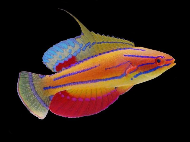 Freshwater Flasher Wrasse