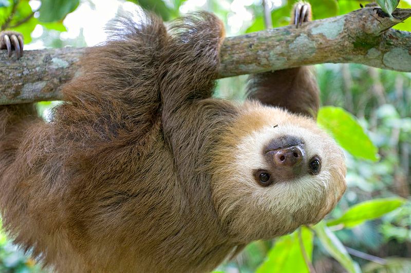 Sunroom Sloths