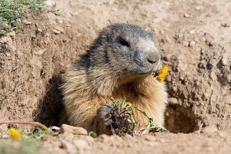 Dandelion Delicacies