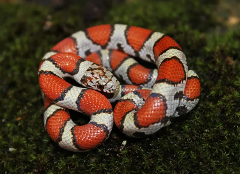 Milk Snake Mimicry: Red Milk Snake