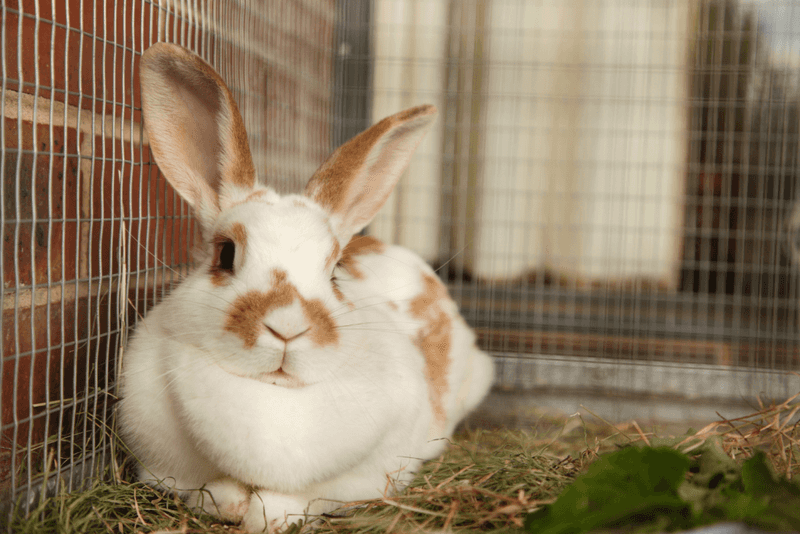 Fertilizer Factories: Rabbits