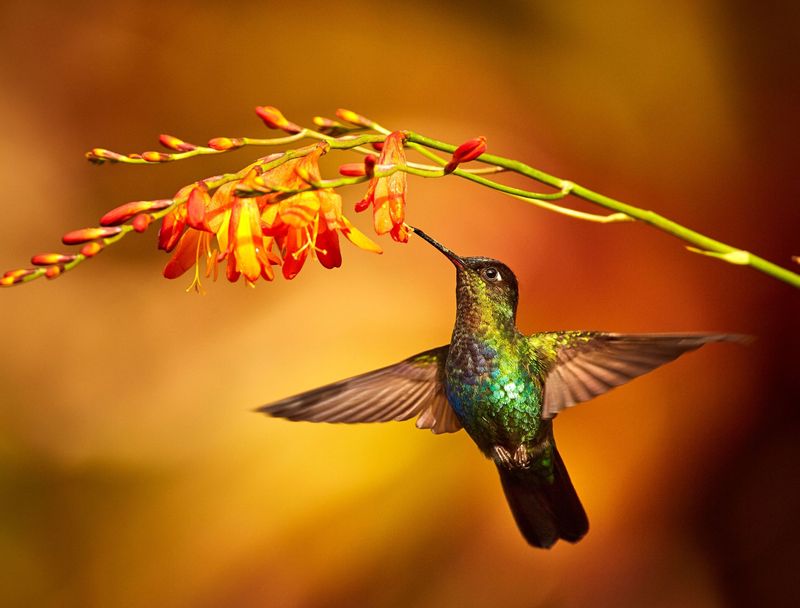 Winged Wonders: Hummingbirds
