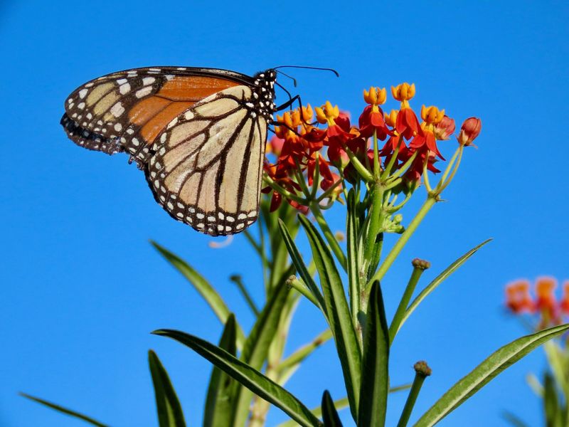 Milkweed Remains Vital Through Migration Season