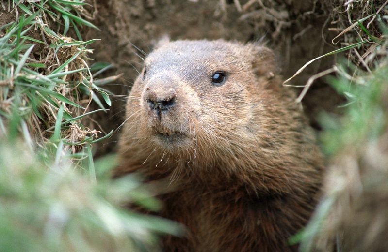 Professional Wildlife Removal Guarantees Results