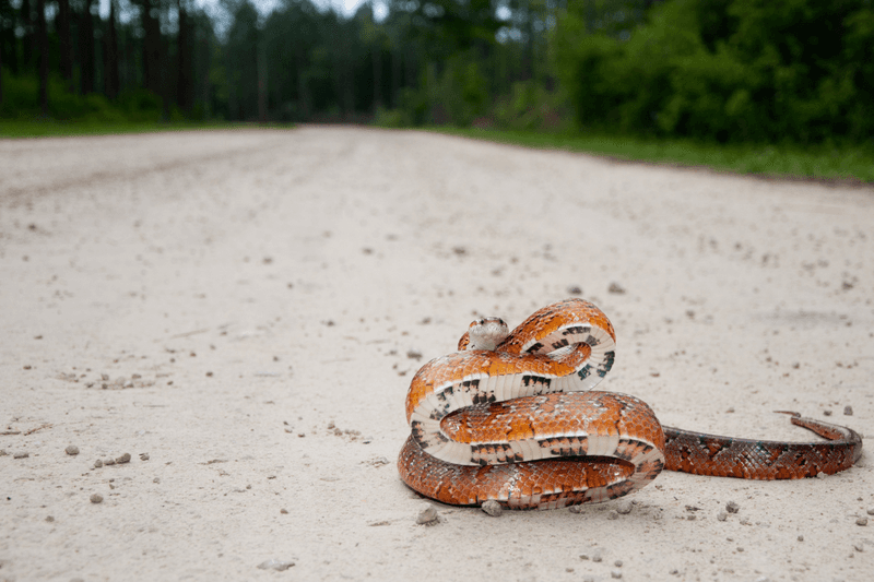 Corn Snake – A Gentle Helper