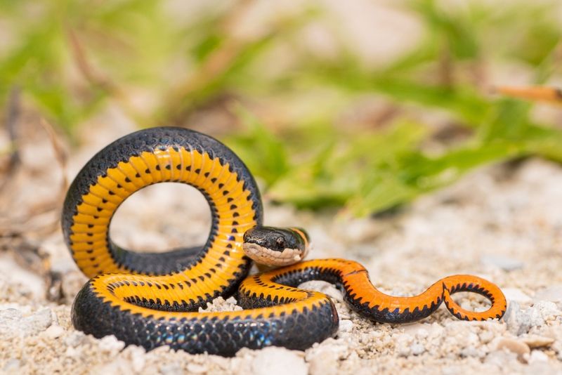 Ringneck Snake