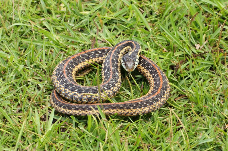 Garter Snake: The Reluctant Actor