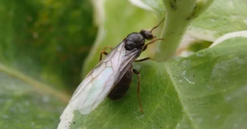 Drone Ant – Born To Die After Mating