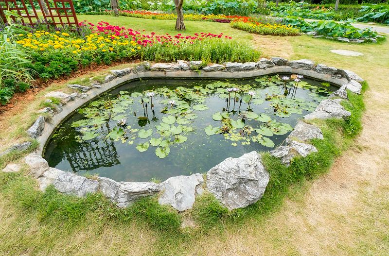 Plan Your Pond's Size and Depth