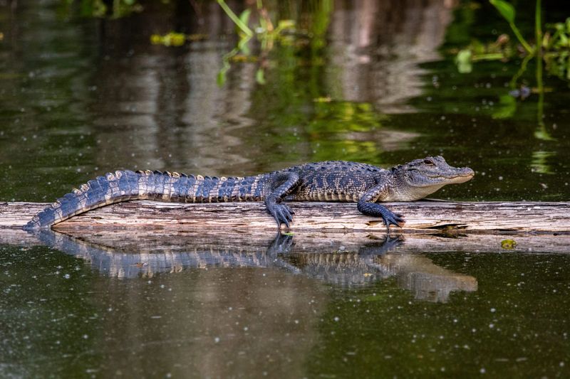 St. Johns River