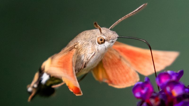 Hummingbird Moths Mistaken For Birds
