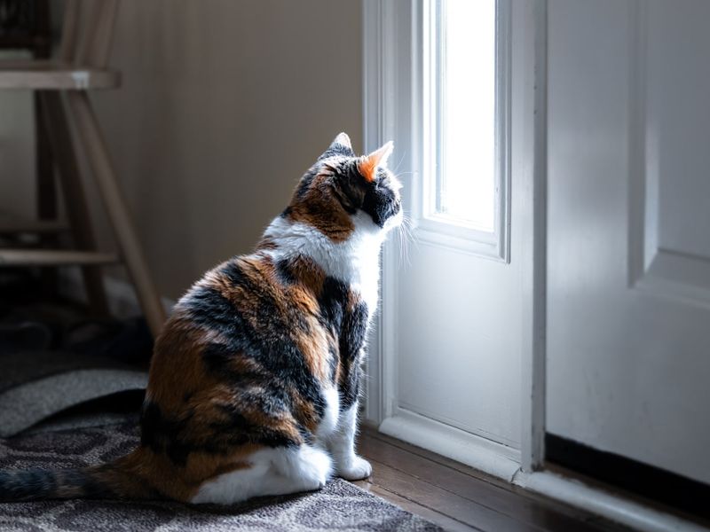 Cats Search For Missing Friends