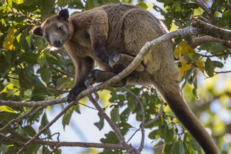 Tree Kangaroo (New Guinea)