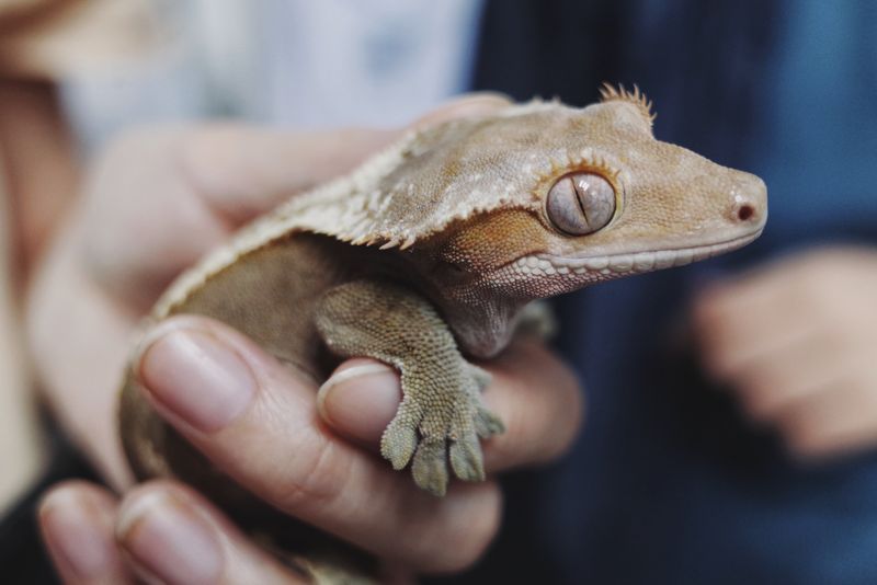 Veterinary Care Importance