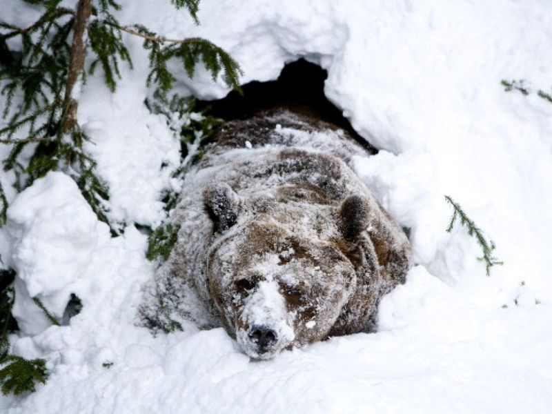 The Injury That Likely Led To The Bear's Untimely Death