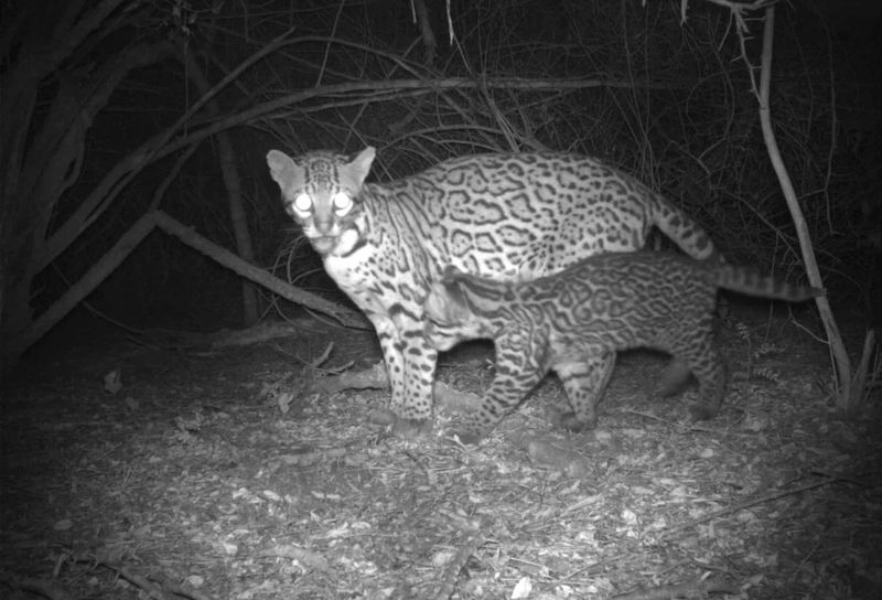 Camera Trap Chronicles