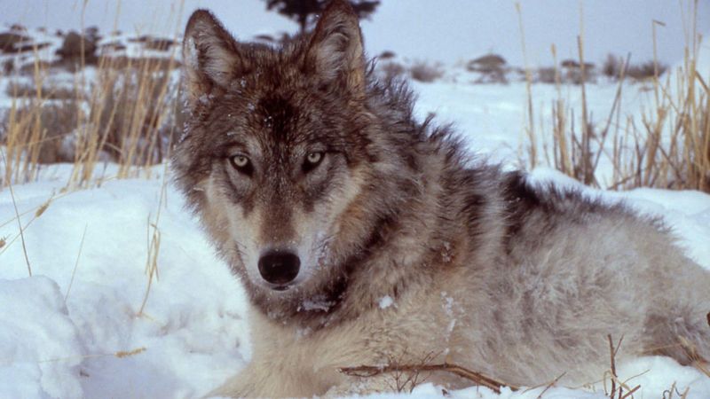 Conflict Between States And Conservation