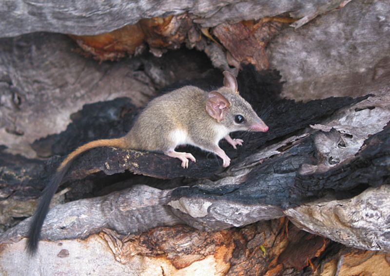 Ecological Impact Of Phascogale Recovery